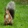 RufousSquirrel