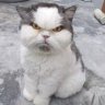 Mitalor