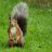 RufousSquirrel